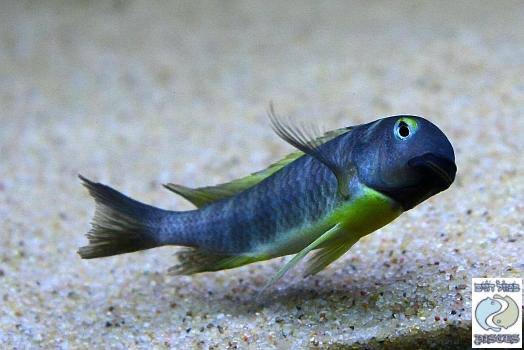 Tropheus brichardi 'Ujiji'